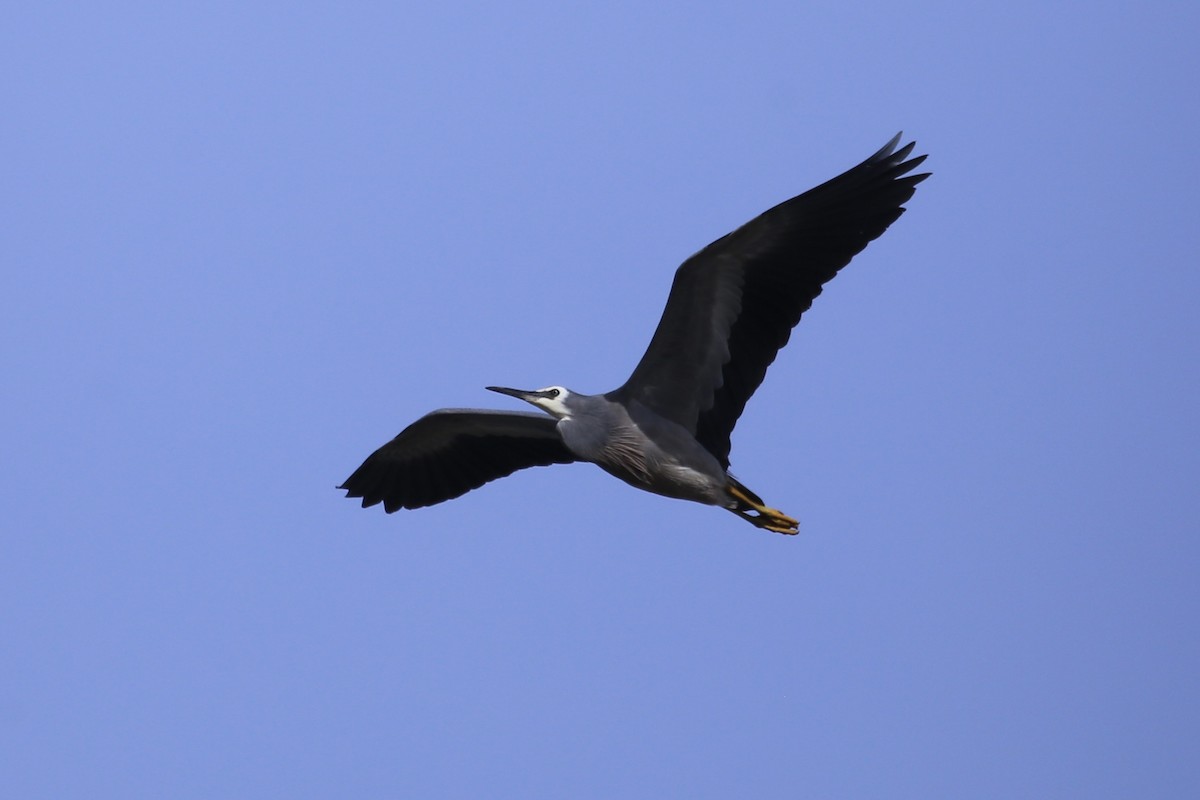 Белолицая цапля - ML644797251