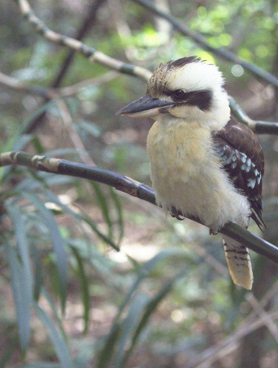 Смеющаяся кукабара - ML644797253