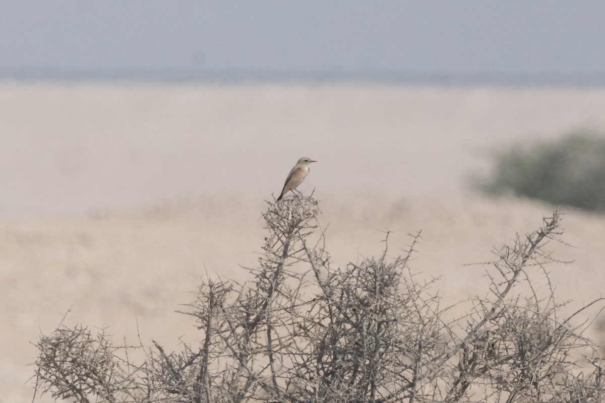 Пустынная каменка - ML644797254