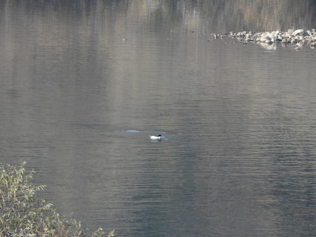 Чешуйчатый крохаль - ML644797255