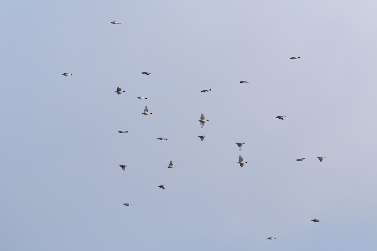 Кедровый свиристель - ML644797256