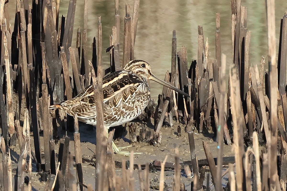 Бекас - ML644797259