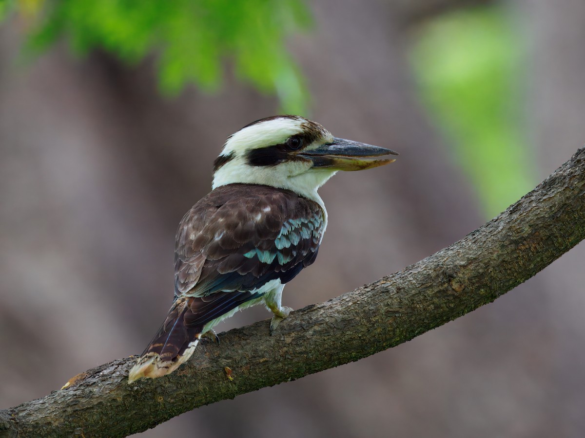 Смеющаяся кукабара - ML644797260