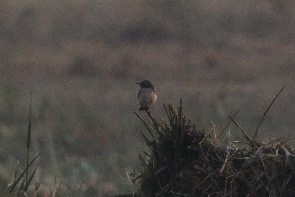 Каменка-плешанка - ML644797261