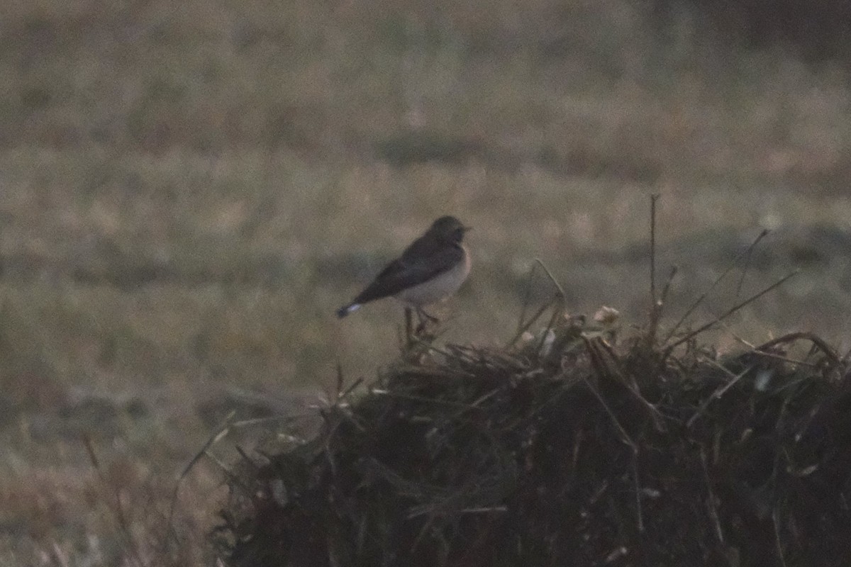 Каменка-плешанка - ML644797262