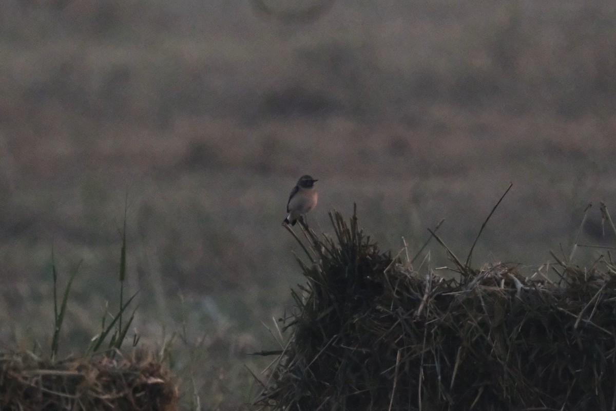 Каменка-плешанка - ML644797263