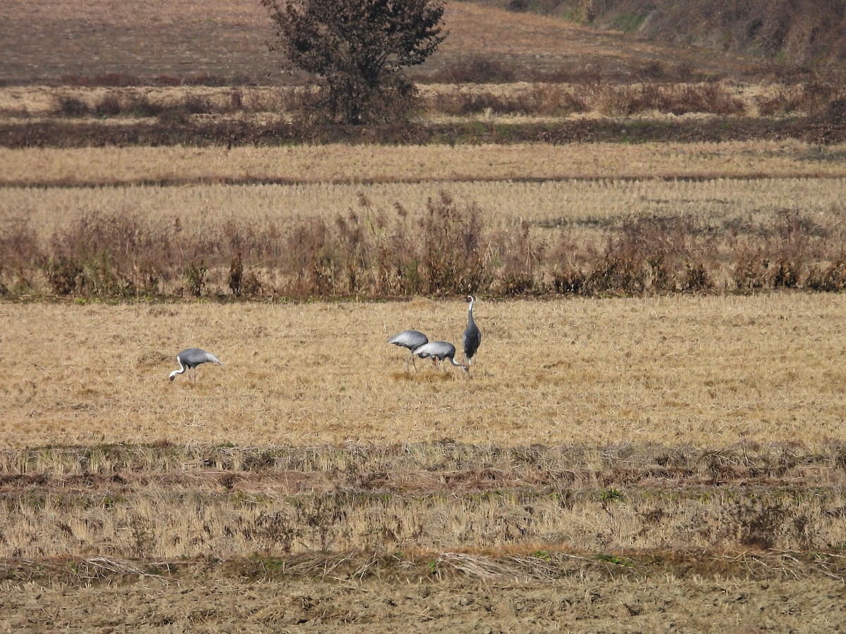 Даурский журавль - ML644797265