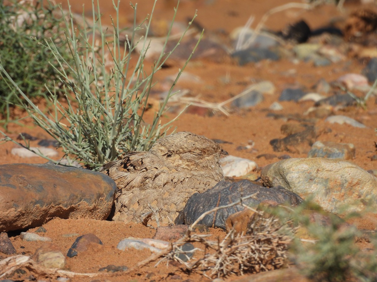 Буланый козодой - ML644797266