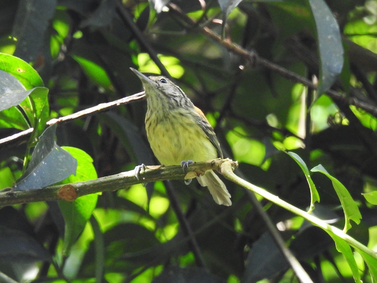 Пестроголовая теренура - ML644797267