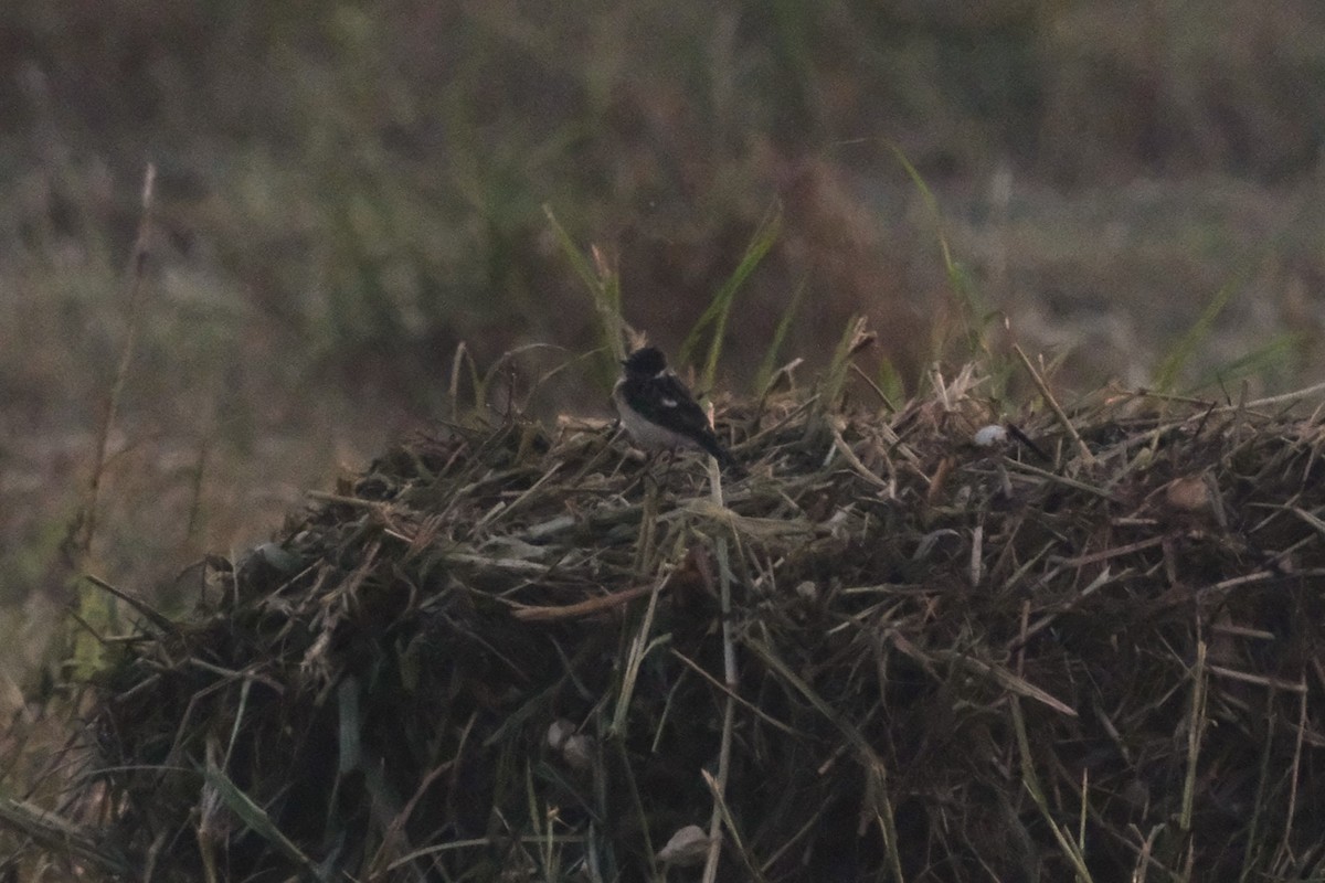 Каменка-плешанка - ML644797269