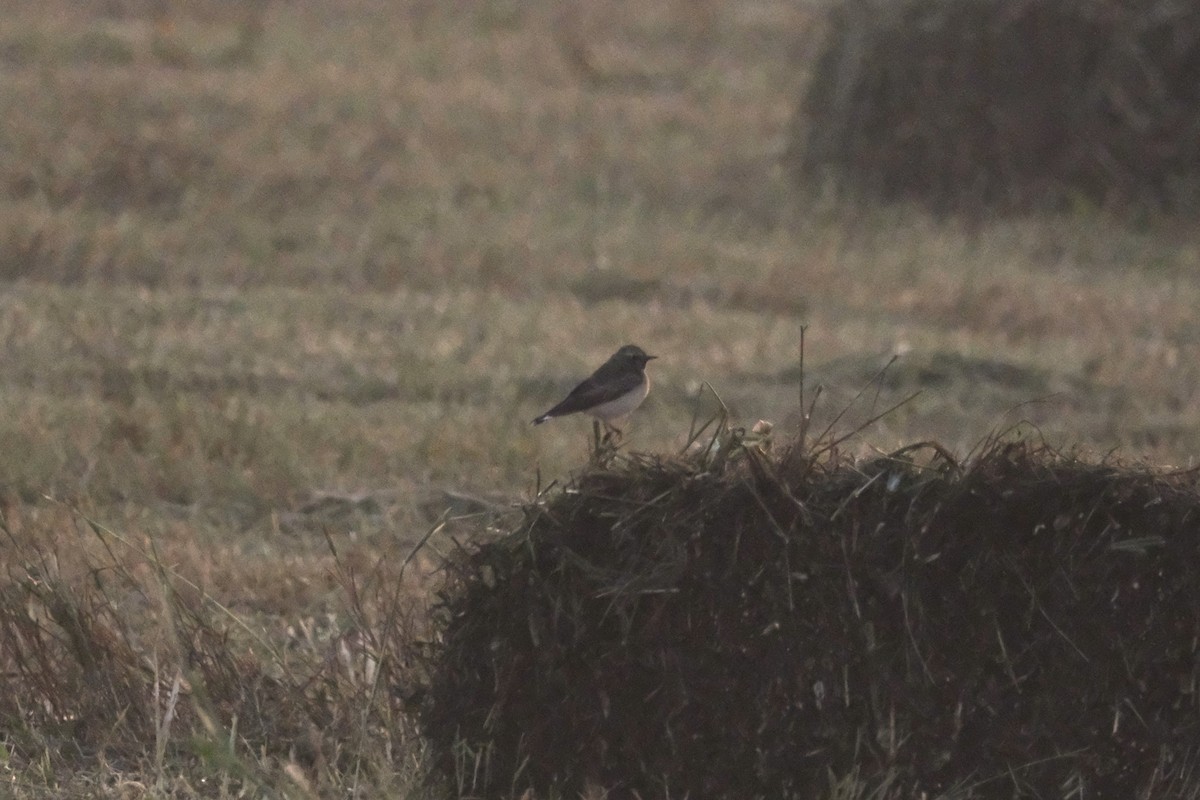 Каменка-плешанка - ML644797270