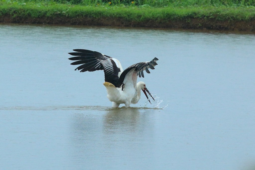 Дальневосточный аист - ML644797272