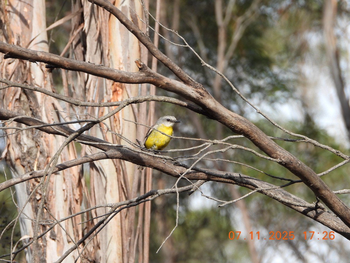 gulbrystflueskvett - ML644797280