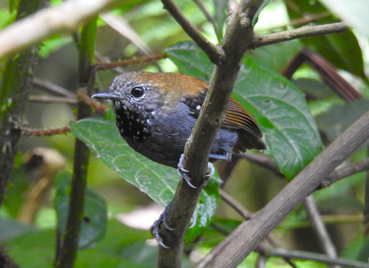 Star-throated Antwren - ML644797281