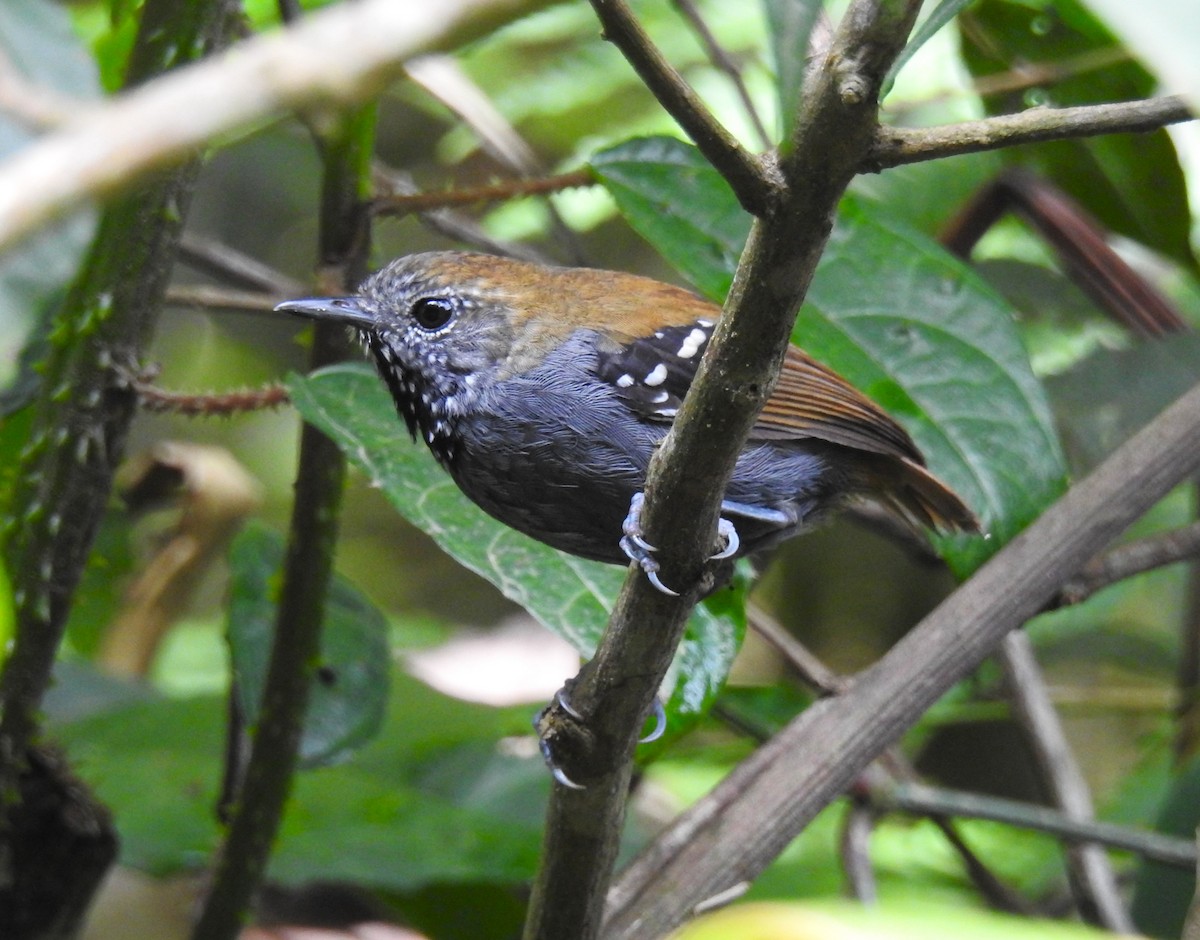 Star-throated Antwren - ML644797282
