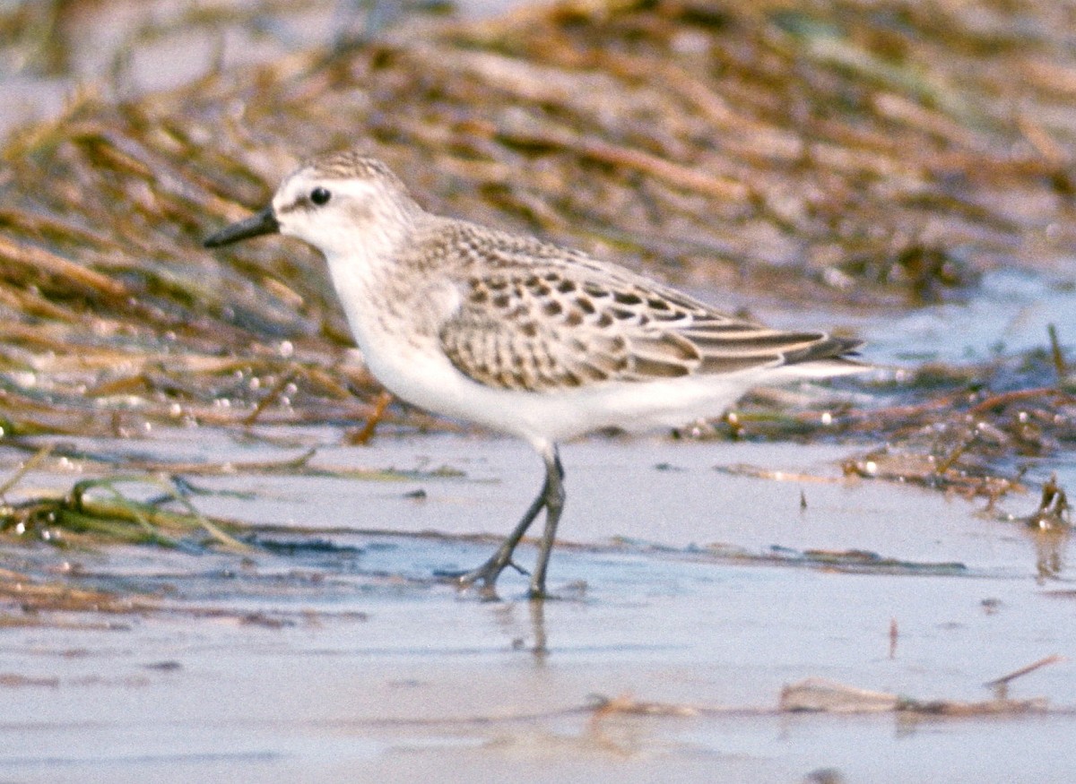 Semipalmated Sandpiper - ML644797286