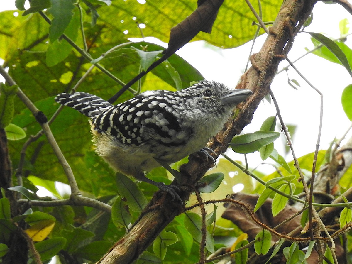 Spot-backed Antshrike - ML644797287