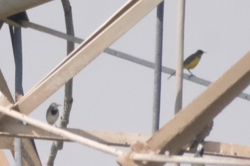 Lavandera Boyera (Cabecinegra) - ML644797297