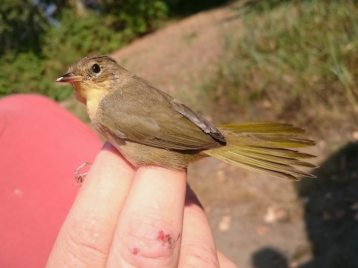 Common Yellowthroat - ML644797304