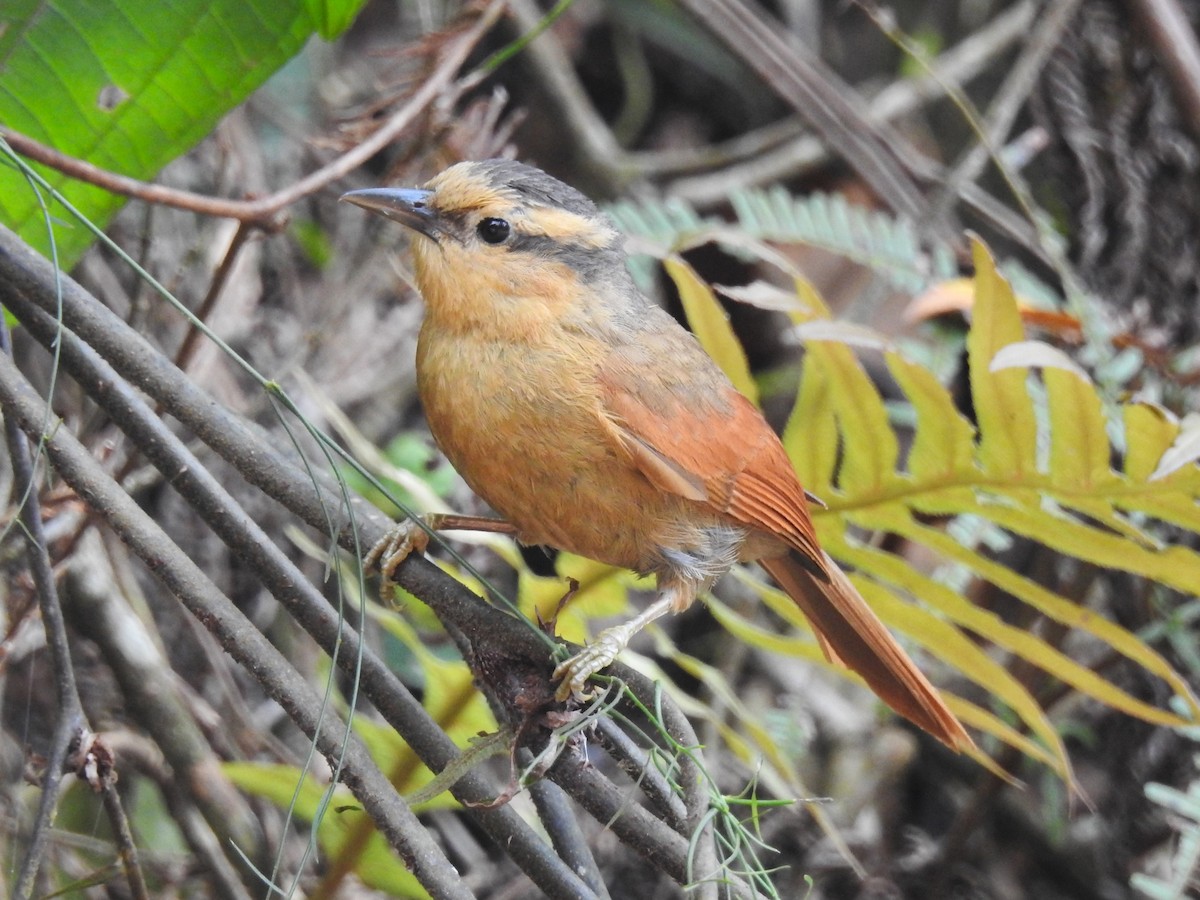 Buff-fronted Foliage-gleaner - ML644797305