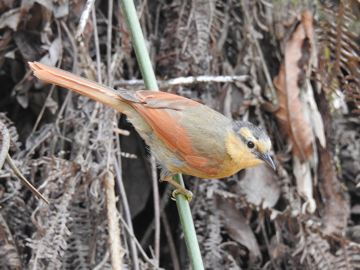 Buff-fronted Foliage-gleaner - ML644797306