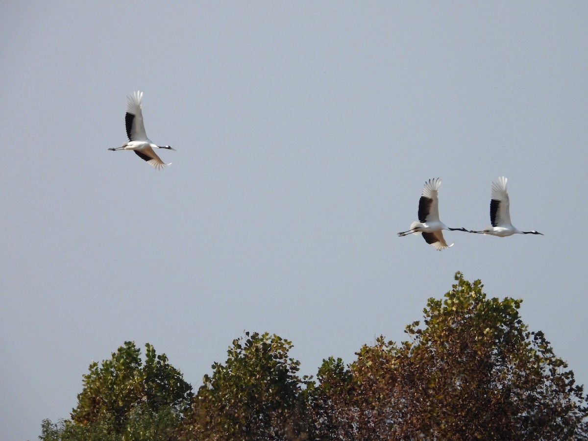 Mandschurenkranich - ML644797307