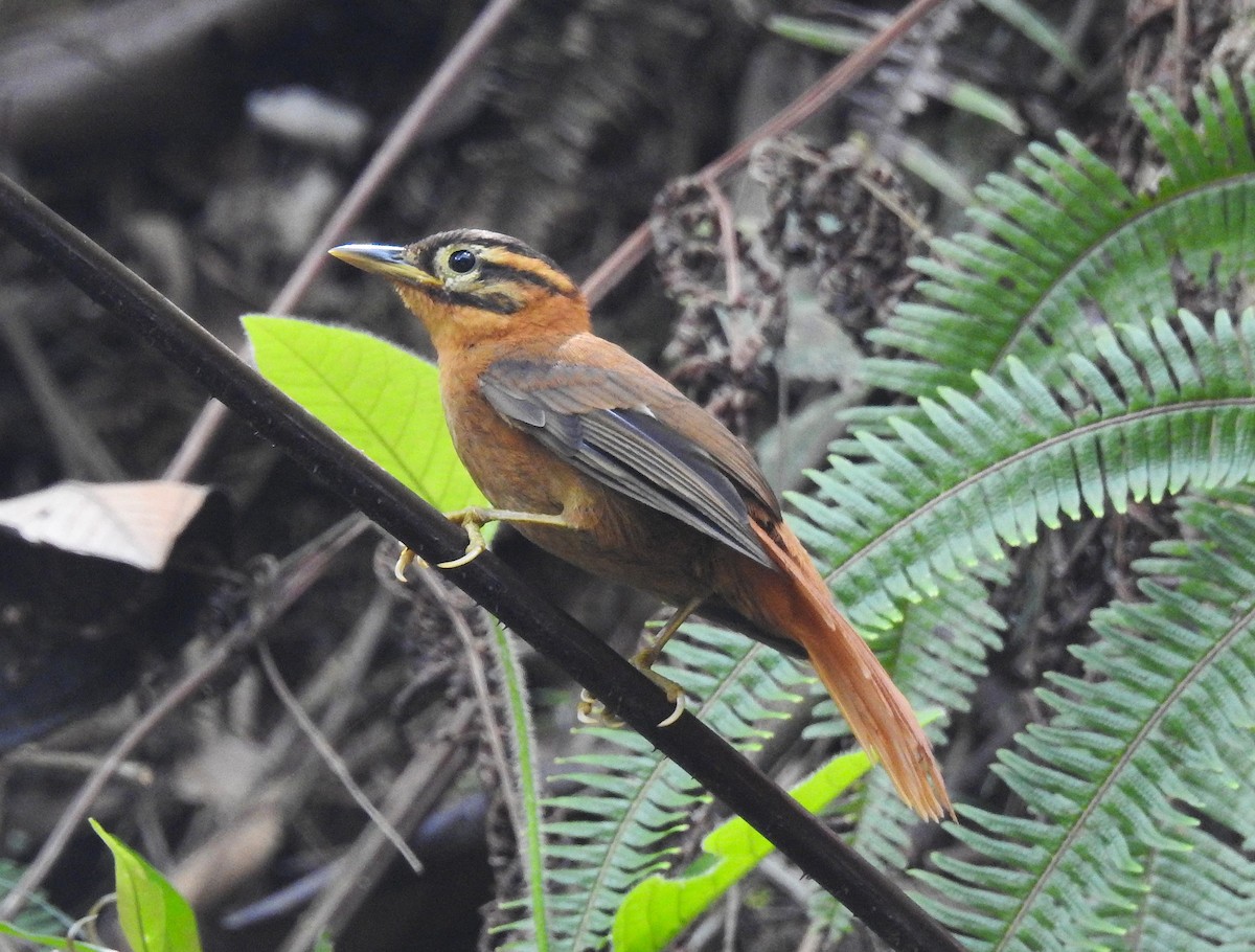Black-capped Foliage-gleaner - ML644797309