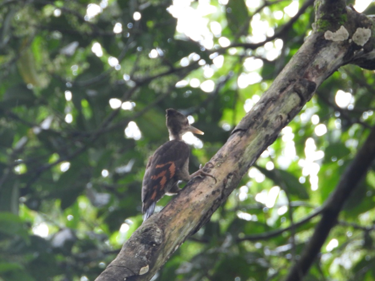 Orange-backed Woodpecker - ML644797310