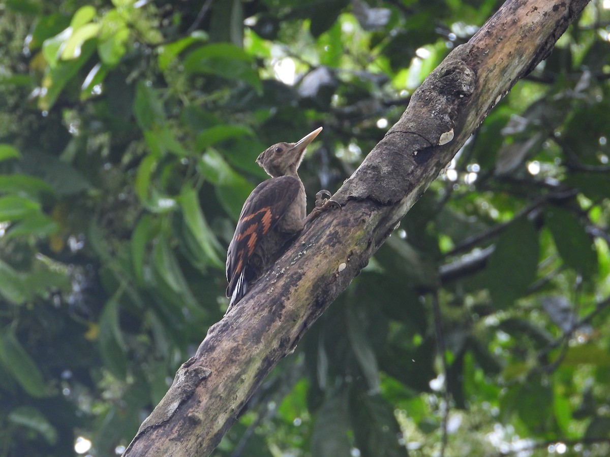 Orange-backed Woodpecker - ML644797311