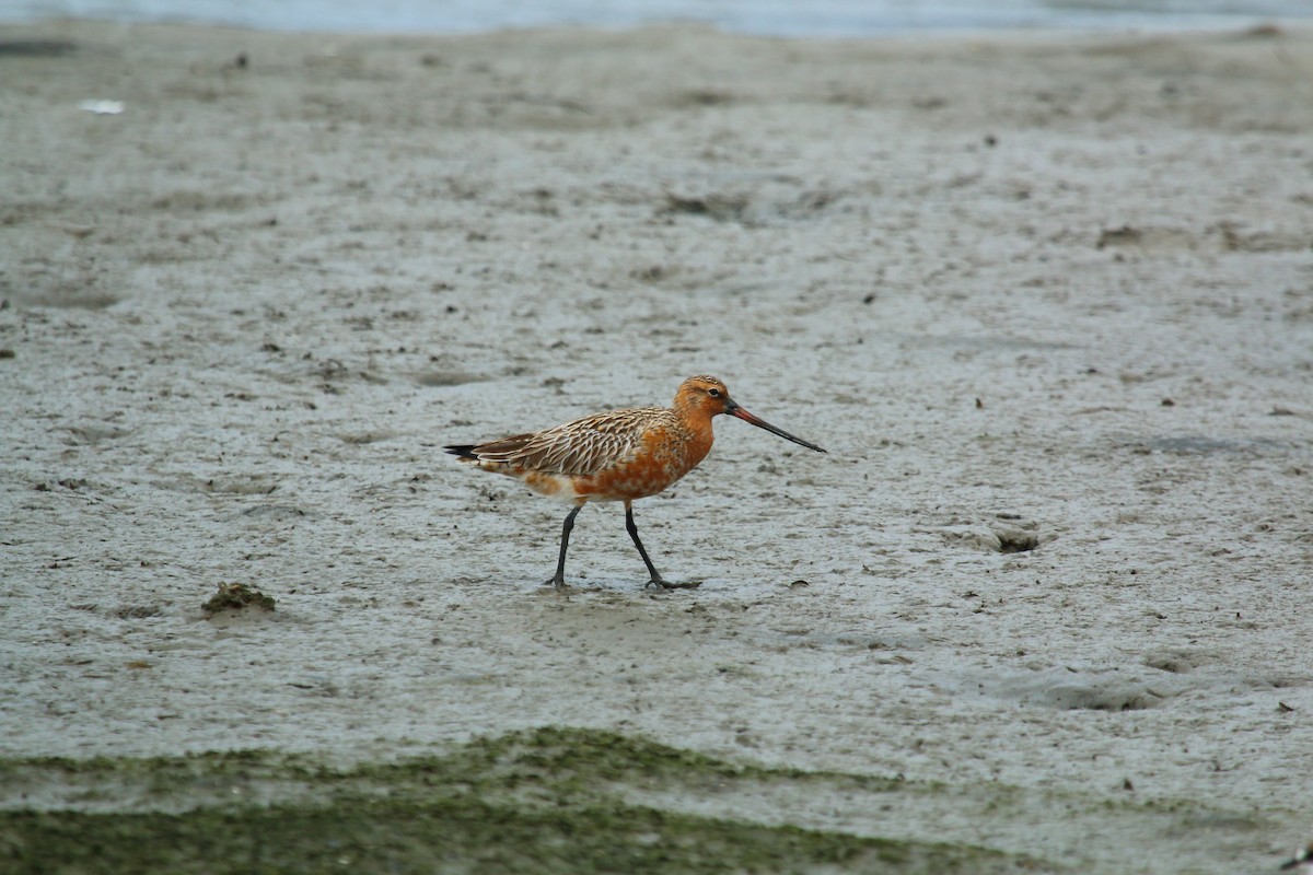 斑尾鷸 - ML644797312