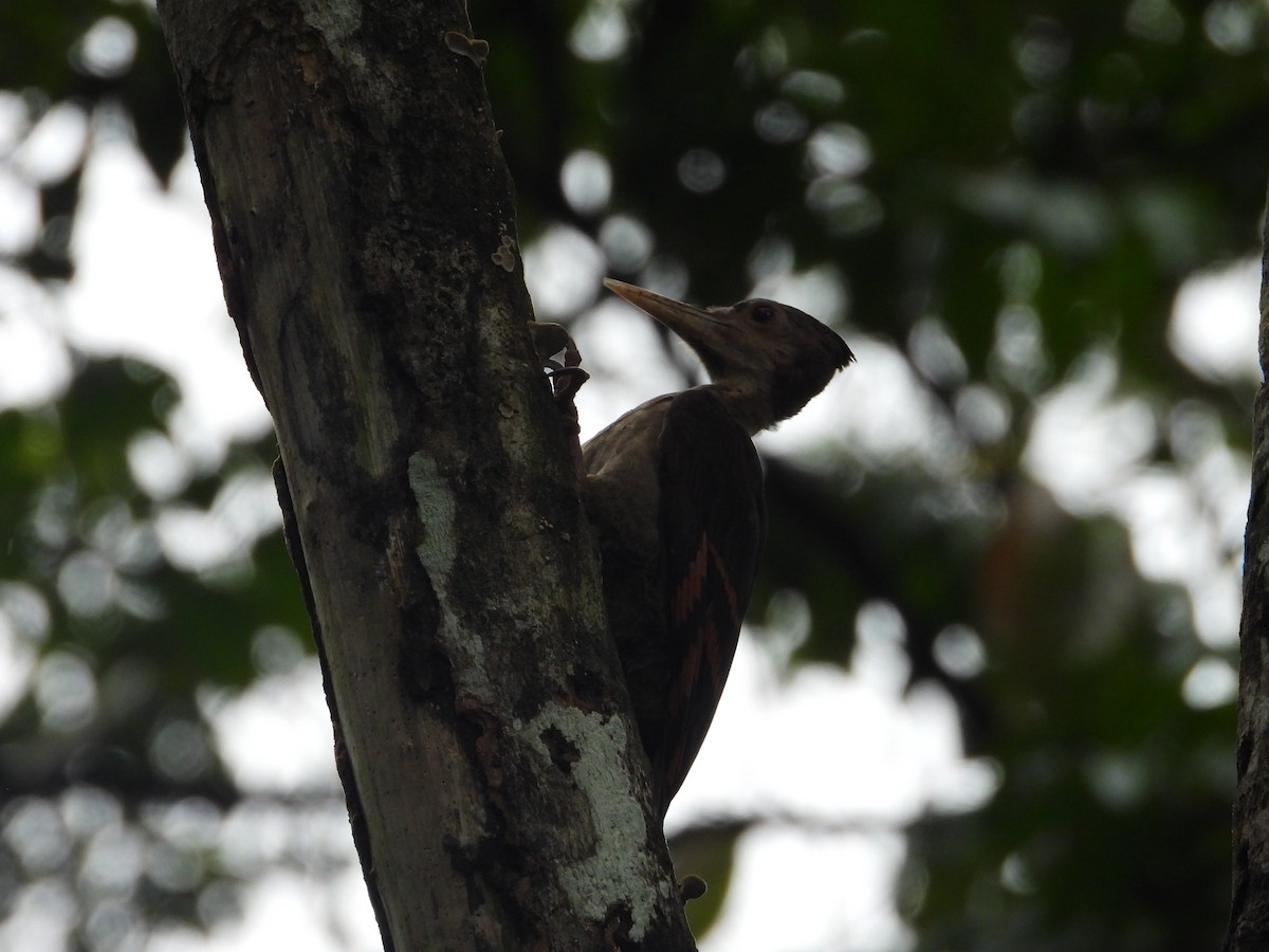 Orange-backed Woodpecker - ML644797313