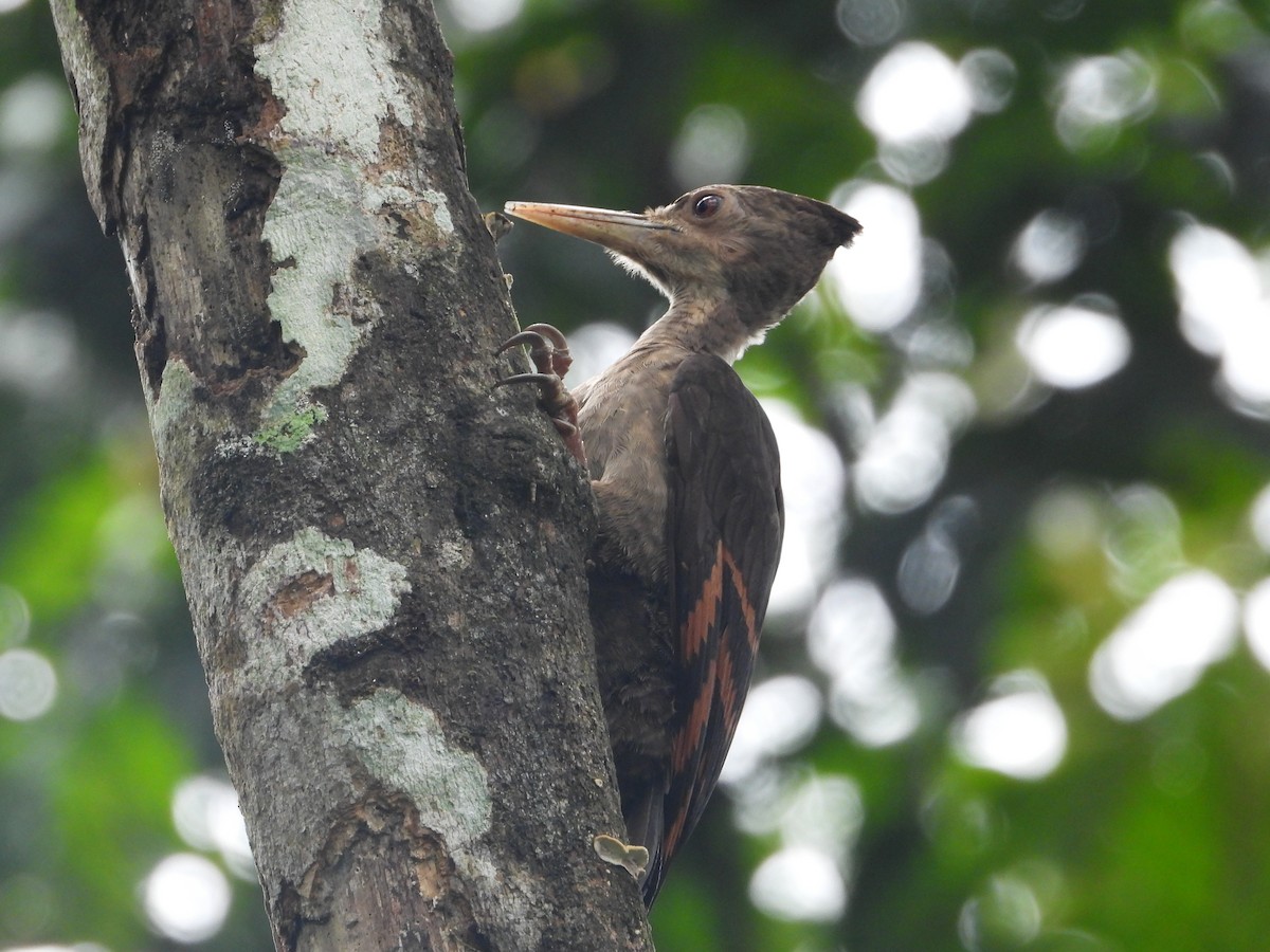 Orange-backed Woodpecker - ML644797314