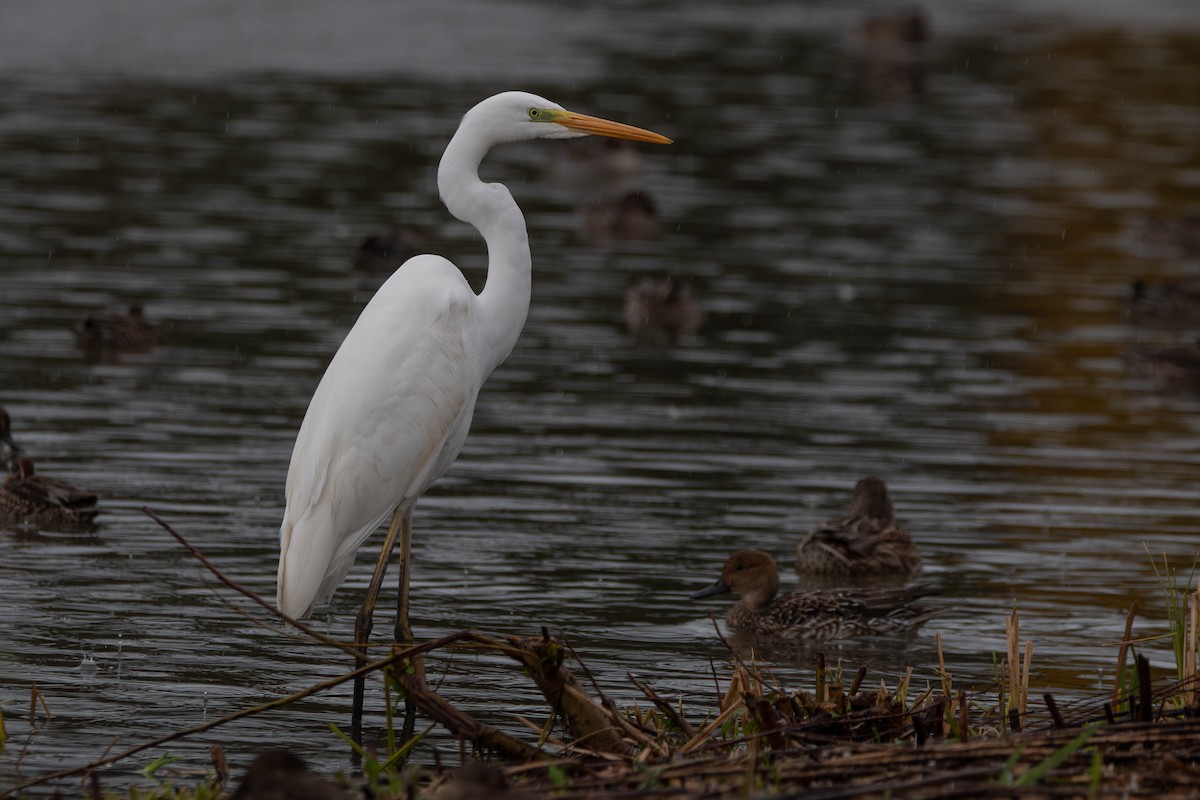 Koartza zuria - ML644797325