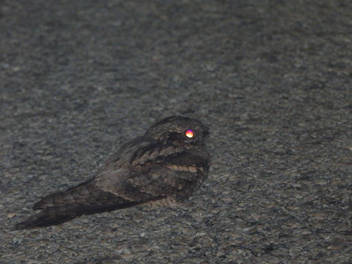 Zata arrunta - ML644797326