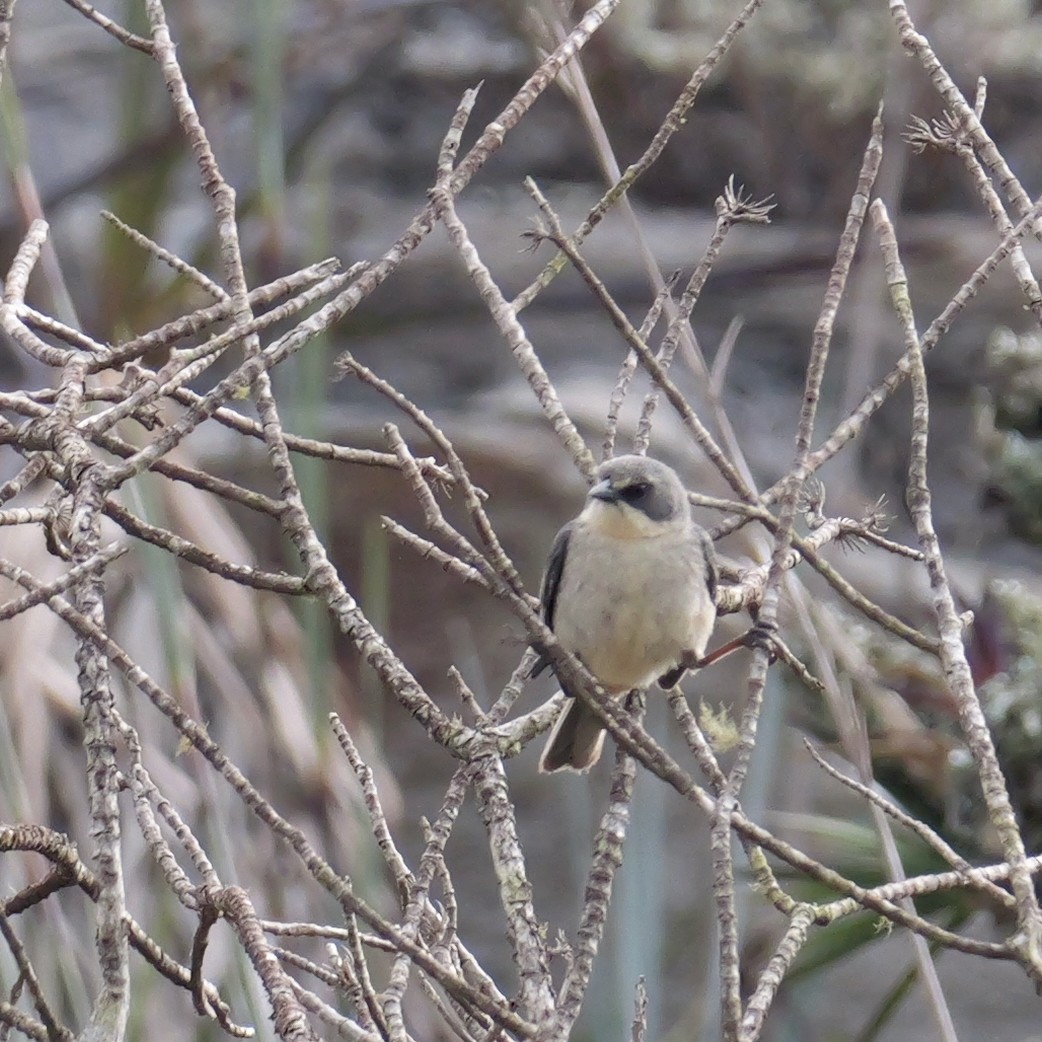 Cinereous Warbling Finch - ML644797327