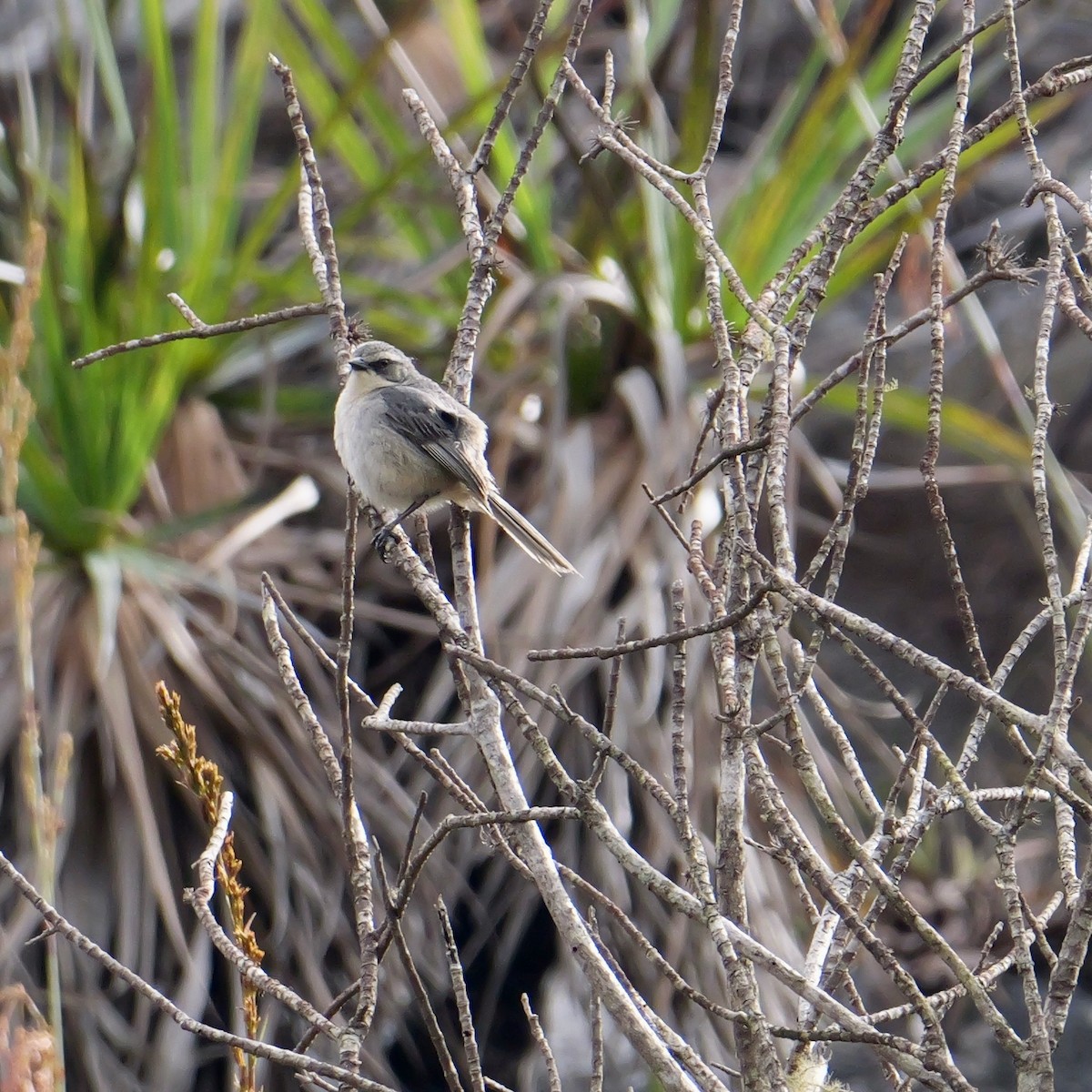 Cinereous Warbling Finch - ML644797328