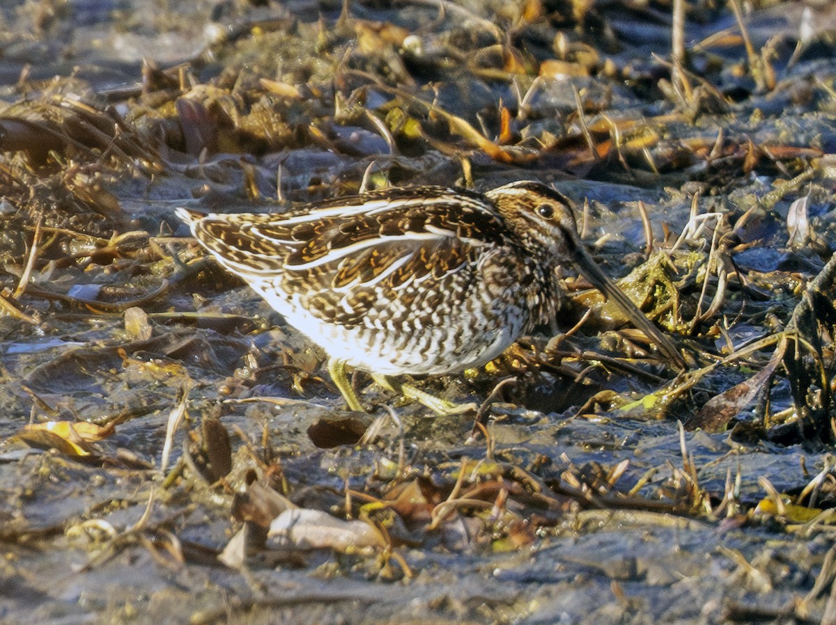 Wilson istingorra - ML644797329