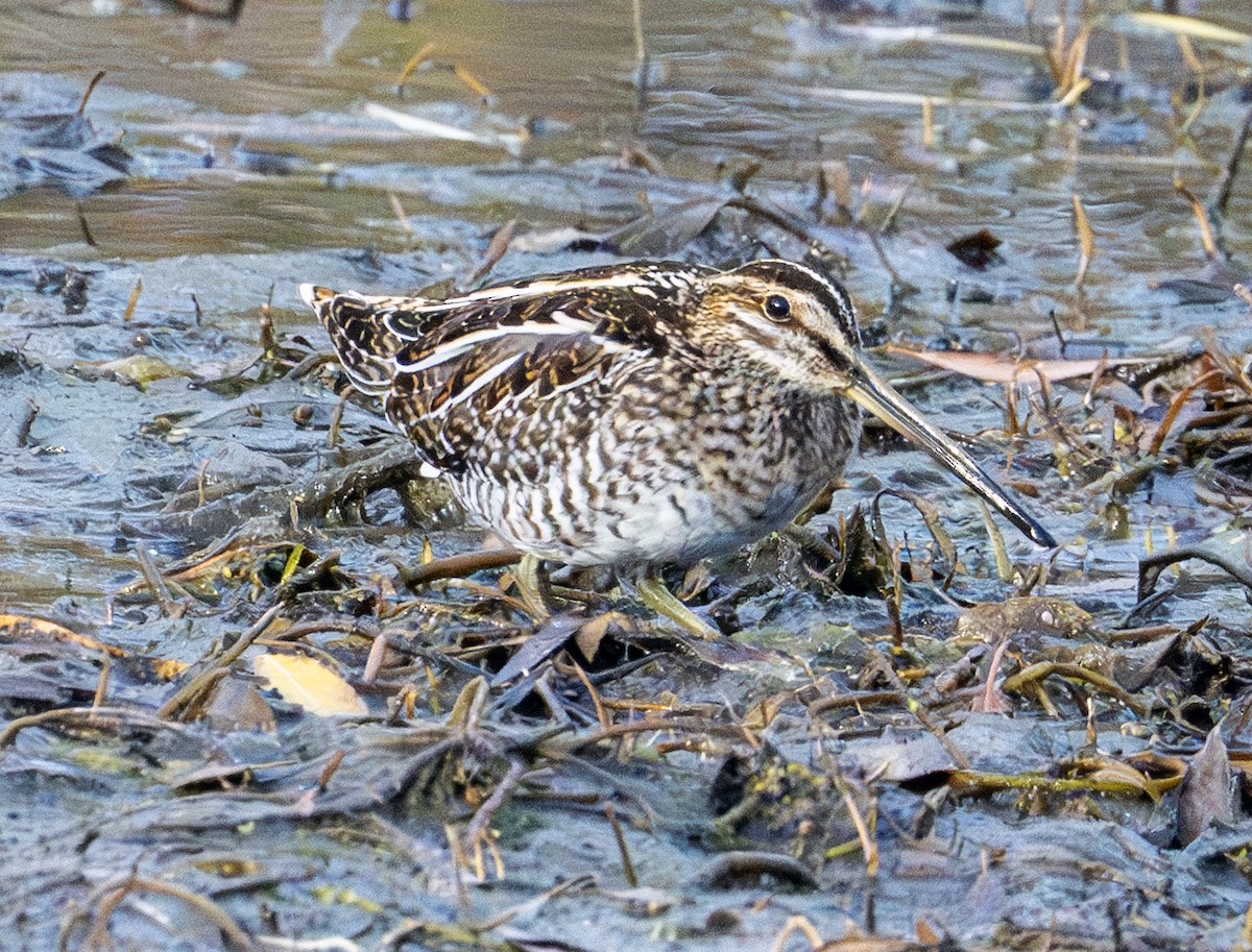 Wilson istingorra - ML644797330