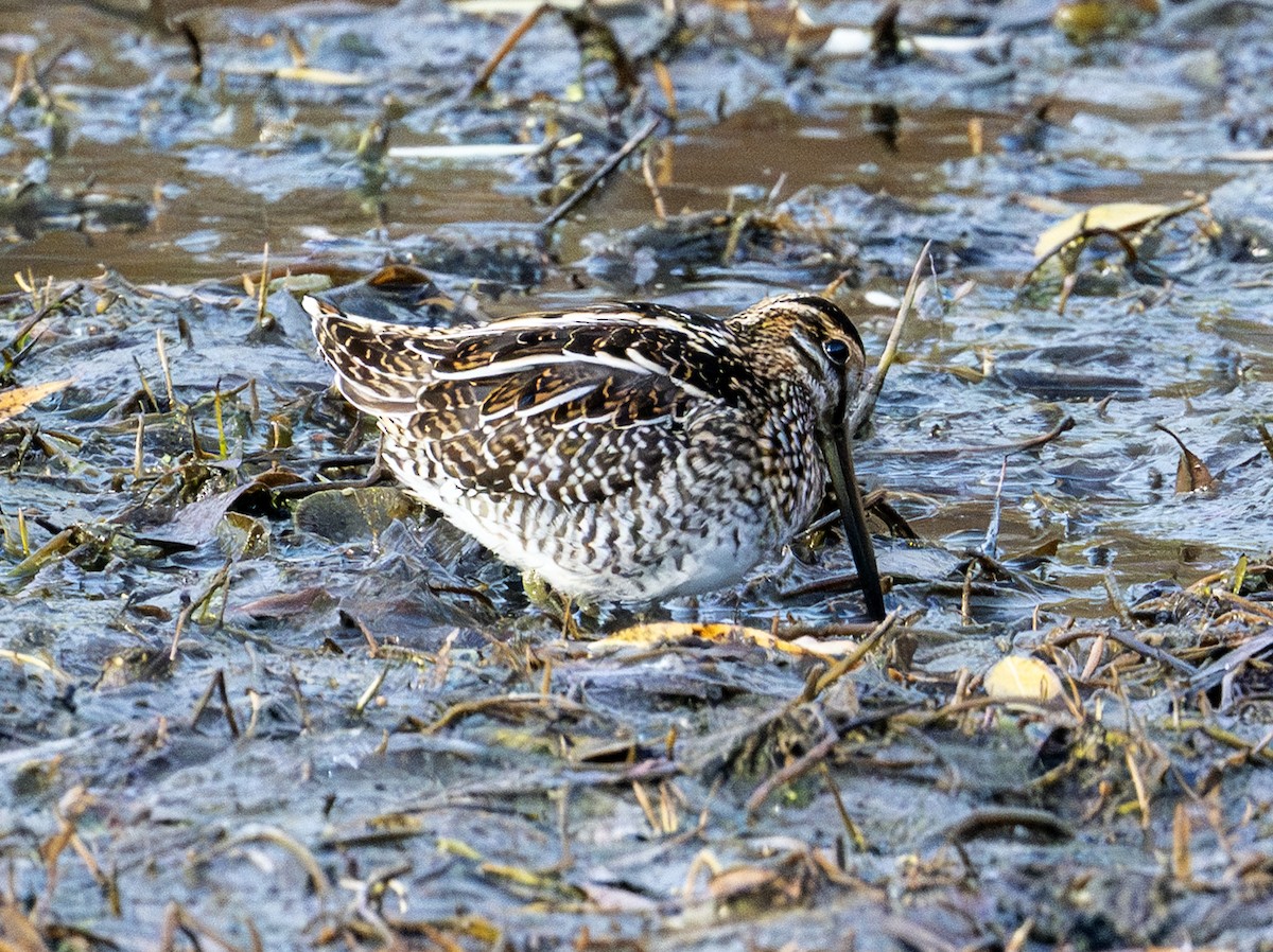 Wilson istingorra - ML644797331