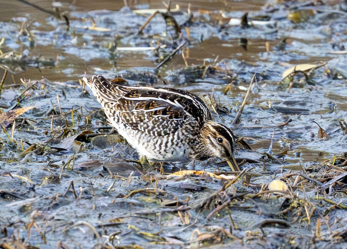 Wilson istingorra - ML644797332