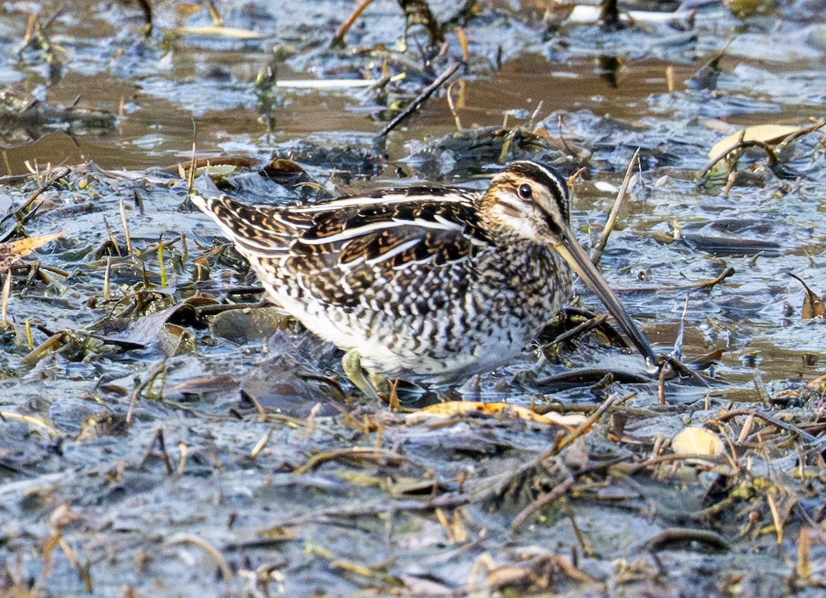 Wilson istingorra - ML644797333