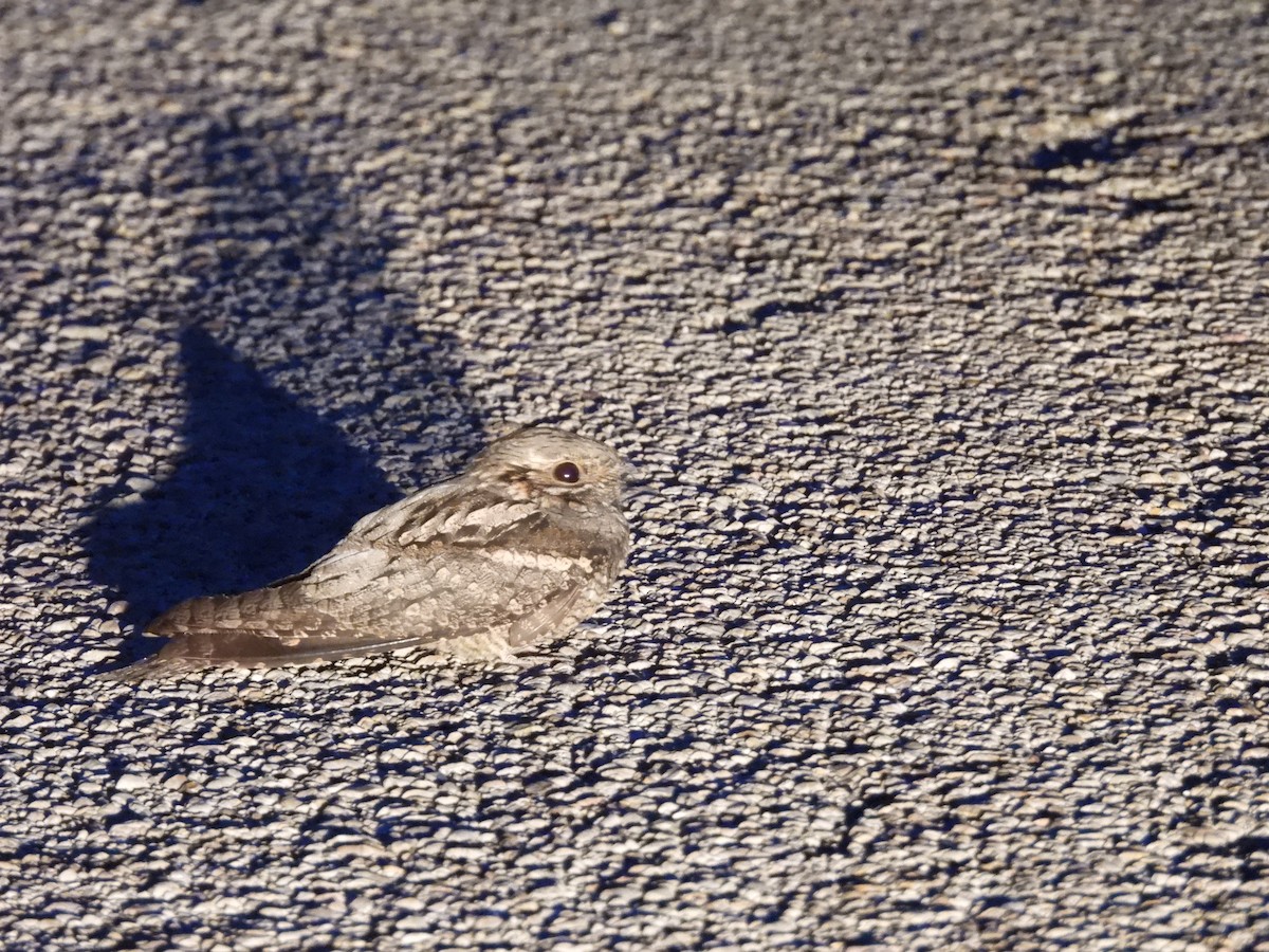 Zata arrunta - ML644797334