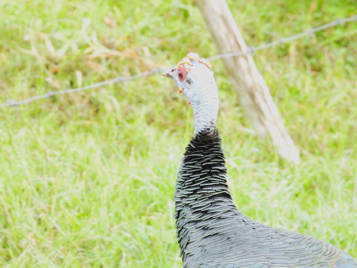 Ocellated Turkey - ML644797335