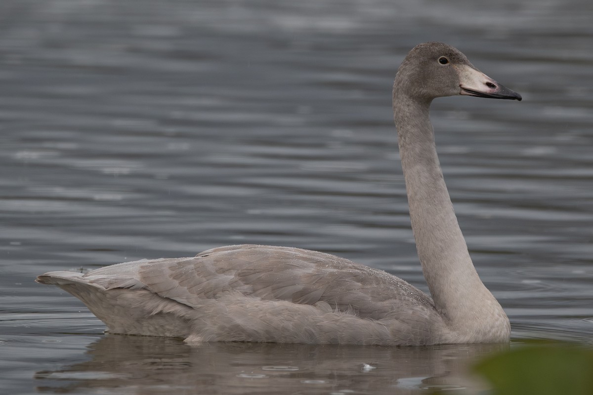 Beltxarga oihularia - ML644797338