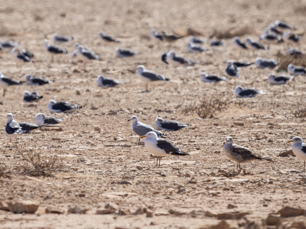 Audouin kaioa - ML644797339