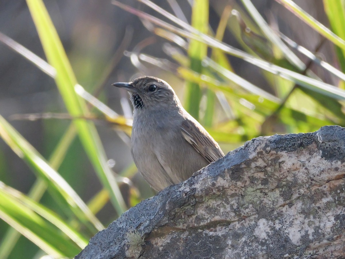 Cipo Canastero - ML644797340