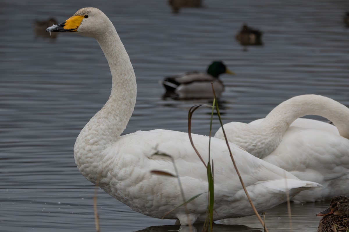 Beltxarga oihularia - ML644797341