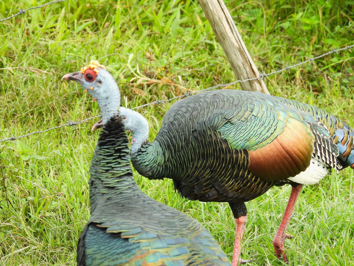 Ocellated Turkey - ML644797342