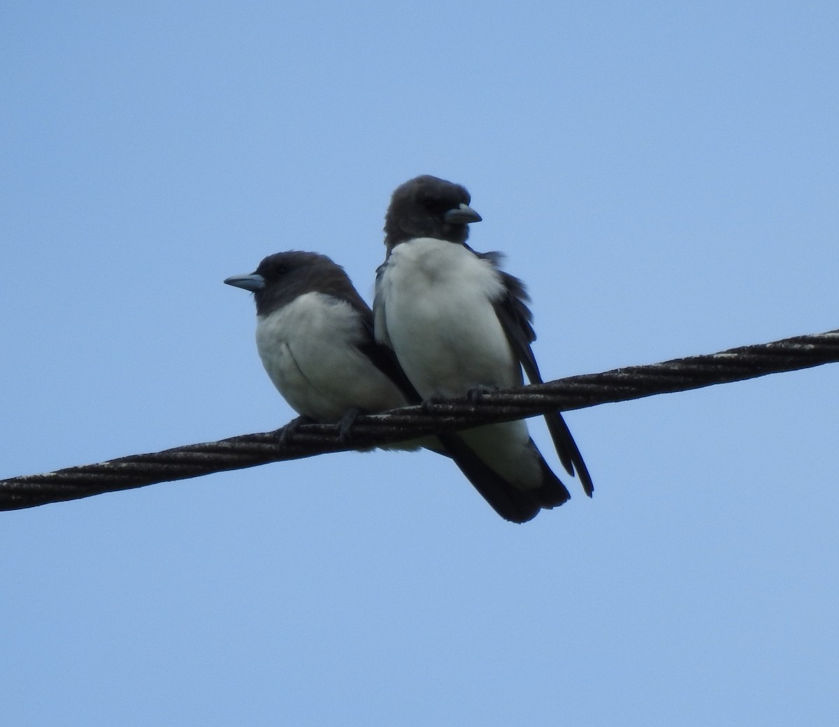 White-breasted Woodswallow - ML644797343