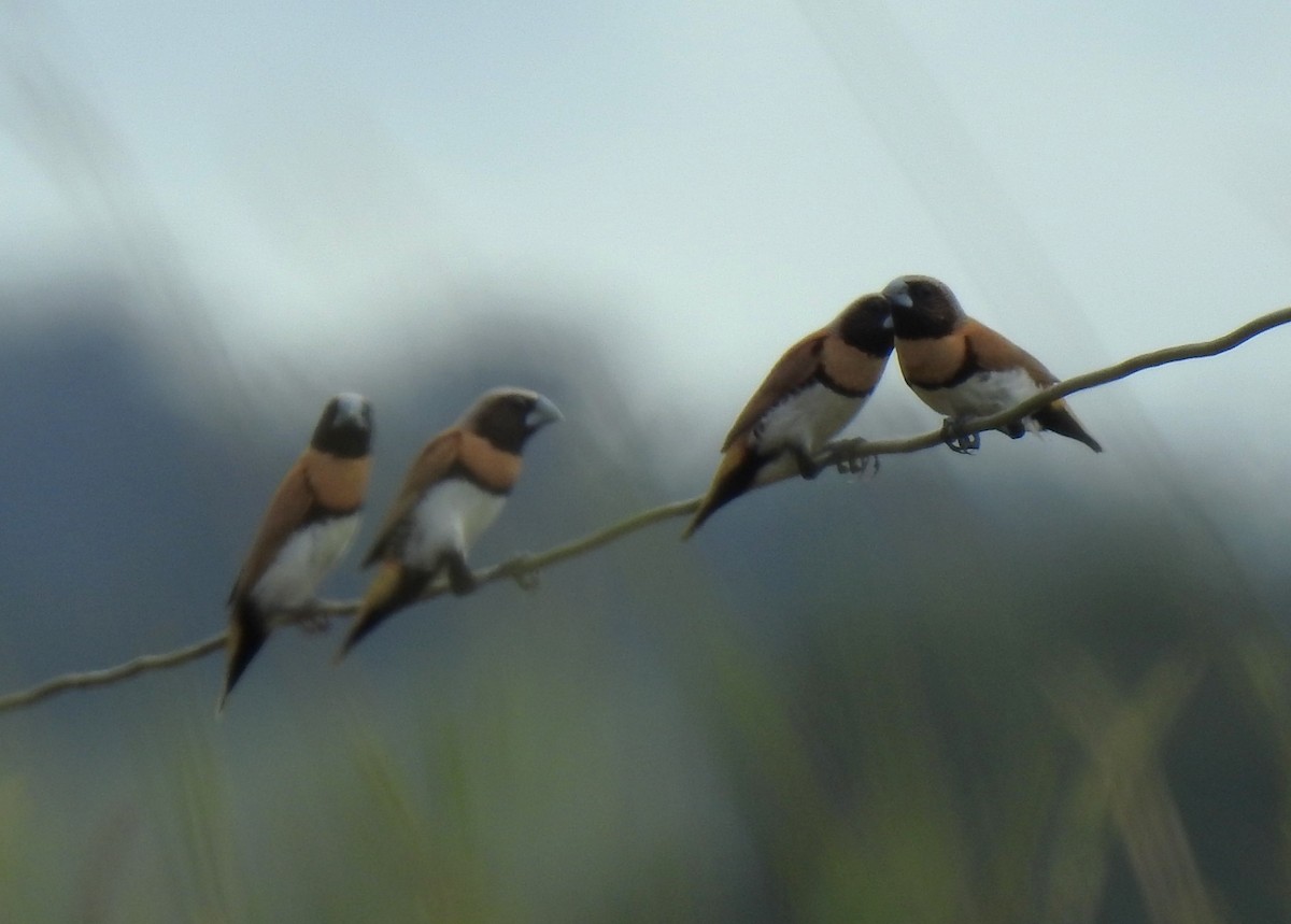 Chestnut-breasted Munia - ML644797344